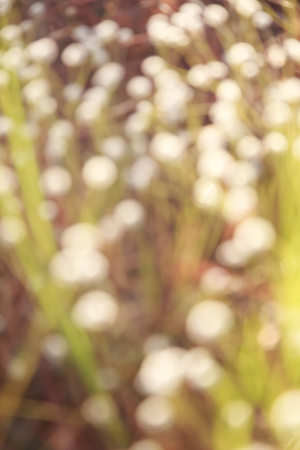 Autumn leaves abstract blurred vintage backgroundの写真素材