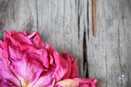 Pink dried rose on old wooden backgroundの写真素材