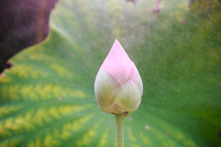 pink lotus flower and green leafの写真素材