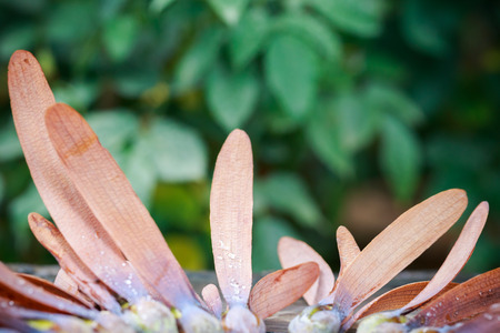 wing seeds of tree with droplet on old wooden backgroundの写真素材