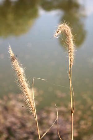 Dry Flower grassの写真素材