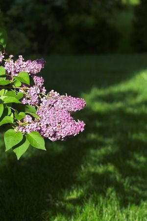 lilac flowerの写真素材