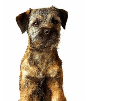 border terrier puppy posingの写真素材