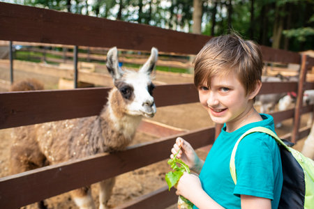 a happy boy in a petting zoo stands at the fence with a llama, feeds the animal. A 10-year-old child holds a cup with dandelion leaves, wants to feed the llama.の写真素材