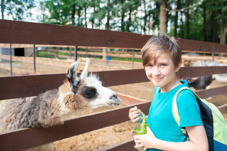 a happy boy in a petting zoo stands at the fence with a llama, feeds the animal. A 10-year-old child holds a cup with dandelion leaves, wants to feed the llama.の写真素材