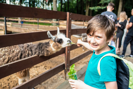 a happy boy in a petting zoo stands at the fence with a llama, feeds the animal. A 10-year-old child holds a cup with dandelion leaves, wants to feed the llama.の写真素材
