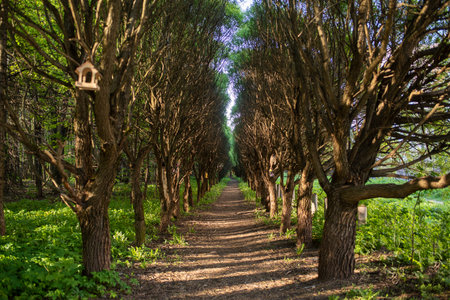 A path through the trees in the park in the springtime.