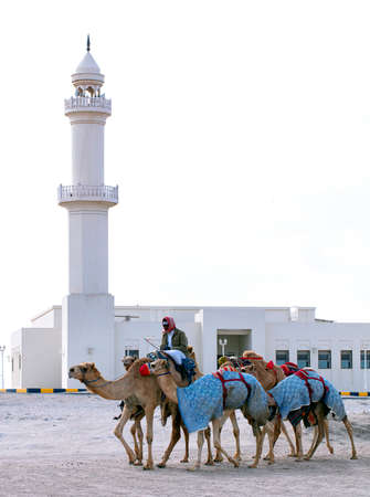 Pure Arabian camels in Shahaniya Camel trak - QATAR 19-1-2022のeditorial素材