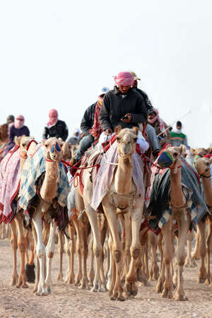 Pure Arabian camels in Shahaniya Camel trak - QATAR 19-1-2022のeditorial素材