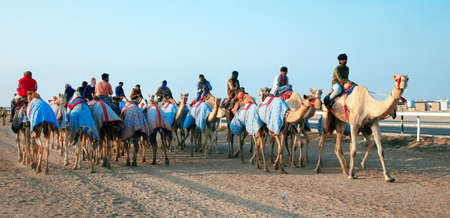 Pure Arabian camels in Shahaniya Camel trak - QATAR 19-1-2022のeditorial素材