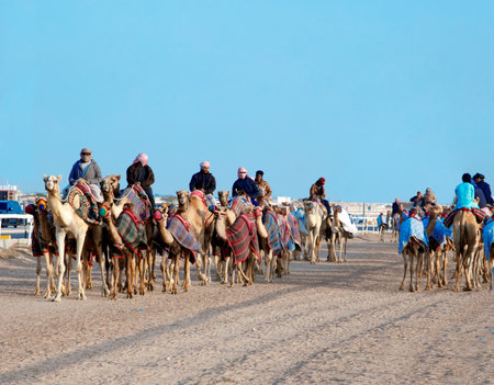Pure Arabian camels in Shahaniya Camel trak - QATAR 19-1-2022のeditorial素材