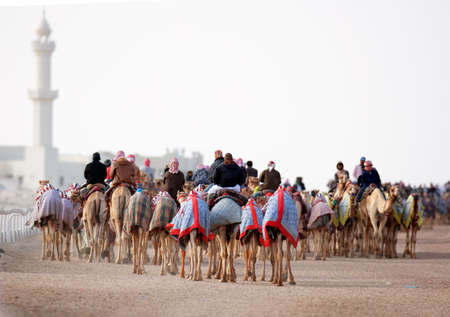 Pure Arabian camels in Shahaniya Camel trak - QATAR 19-1-2022のeditorial素材