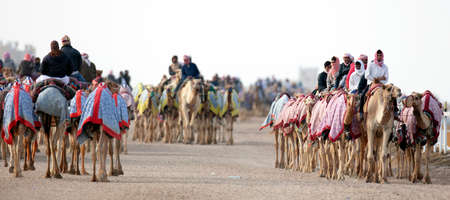 Pure Arabian camels in Shahaniya Camel trak - QATAR 19-1-2022のeditorial素材