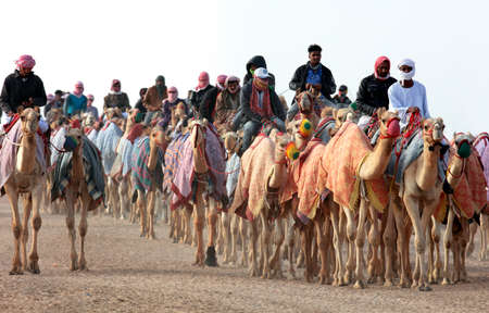 Pure Arabian camels in Shahaniya Camel trak - QATAR 19-1-2022のeditorial素材
