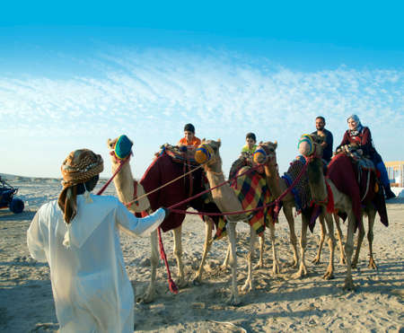 Arabian Camels at Shahaniya camel track - QATAR 25-01-2022