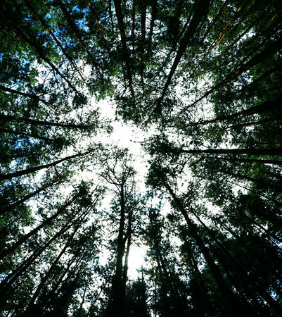 Looking up in the sky through the canopy of tall pine trees.の写真素材
