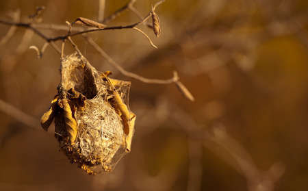 Bird Nest Basket - hanging precariously on the smallest of branchesの写真素材