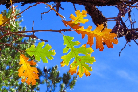 fall leaves dancing against bright blue skyの写真素材