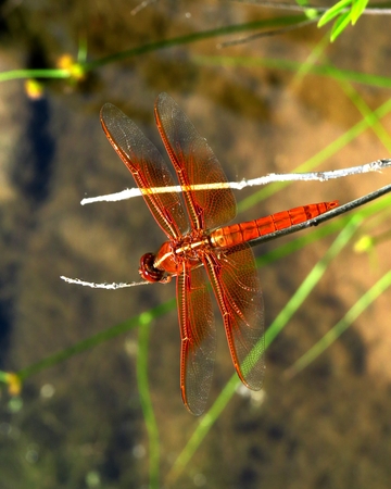 orange dragonfly at restの写真素材