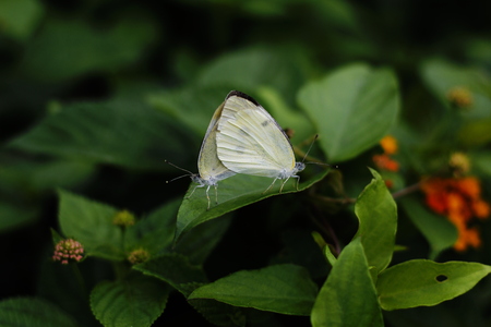 Aedes breeding butterflyの写真素材