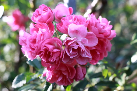 Pretty pink rosesの写真素材