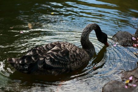 The blackswan floating on the waterの素材