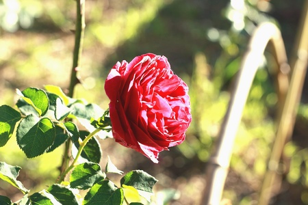 The sunshine on the red roseの素材
