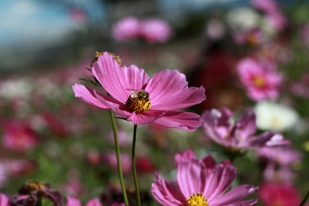 The honeybee on the flowersの素材