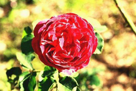 The sunshine on the beautiful rosesの素材