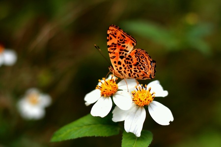 The pretty butterfly on the flowersの素材