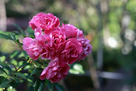 The beautiful flowersの素材