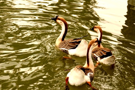 The swans swimming on waterの素材