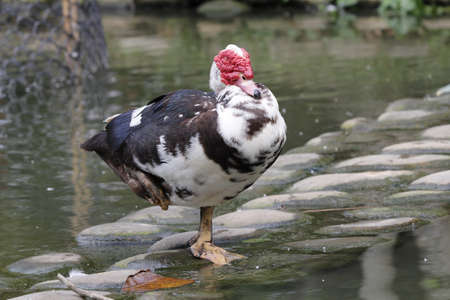 The Mute Duck stand on the rock with one foot. Domesticated animals.の写真素材