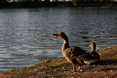 Duck with the sunset light.の写真素材