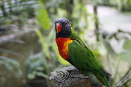 The colorful parrot. beautiful animal.の写真素材
