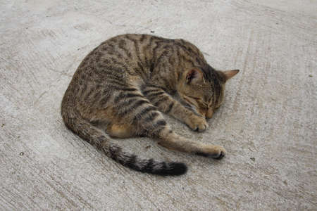 the cute kitty are sleepingの写真素材