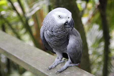 The parrot is curiousの写真素材
