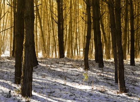 Morning sunlight and shadows in the forest.Winter season .の写真素材