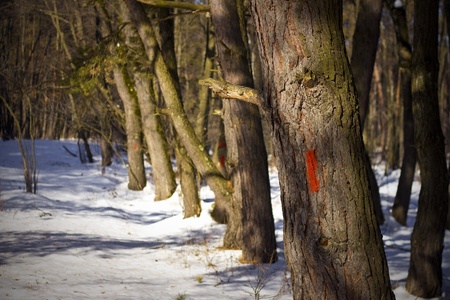 Tourist marks for not getting lost in the woods.Sunny day in the forest.の写真素材