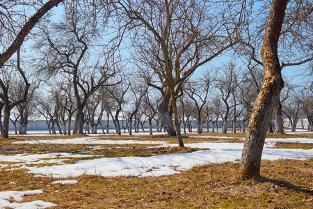 Apple orchard in spring The snow is melting slowly The sun brings back to life the fresh green grass...
