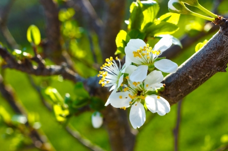 Outdoor closeup of white cherry blossom flowers in spring season.Sunny afternoon.の写真素材