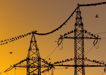 Large group of birds sitting on power lines early in the morning Beautiful orange sky at sunshine の写真素材