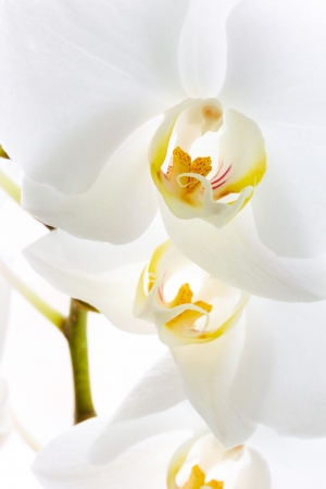 Macro photo of some beautiful white orchids flowersの写真素材