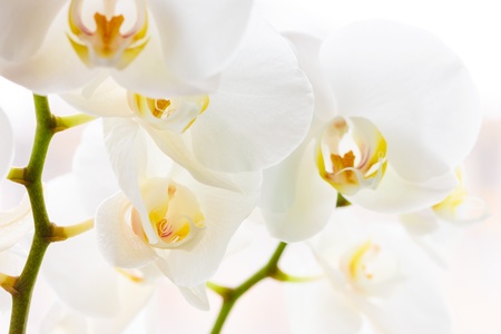 Macro photo of some beautiful white orchids flowersの写真素材