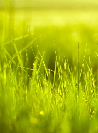 Close-up view of fresh green grass in spring seasonの写真素材