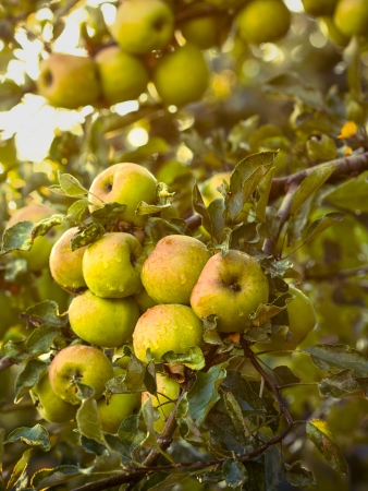 Group of wet green apples in summer season after rain.の写真素材