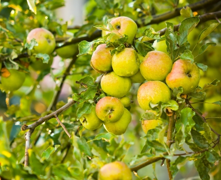 Group of wet green apples in summer season after rain.の写真素材