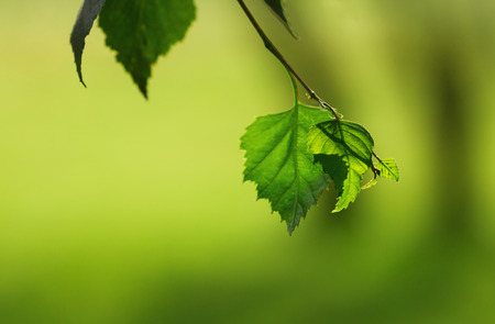 Macro shot of green birch leaves with blurred background