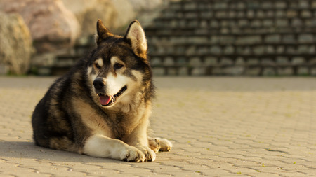 Old malamute dog laying on concreteの写真素材