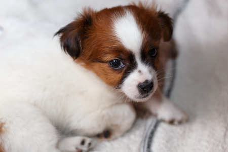 Sleepy pekingnese puppy resting on towel.の写真素材